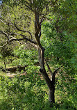 Lady Bird Johnson Wildflower Center