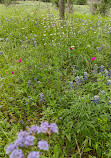 Lady Bird Johnson Wildflower Center