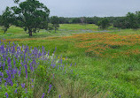 Lady Bird Johnson Wildflower Center