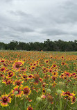 Lady Bird Johnson Wildflower Center