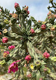 Lady Bird Johnson Wildflower Center