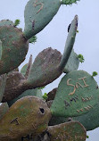 Lady Bird Johnson Wildflower Center