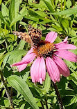 Lady Bird Johnson Wildflower Center