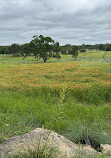 Lady Bird Johnson Wildflower Center