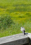 Purolahti Birdwatching Tower