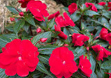 Hong Kong Zoological and Botanical Gardens Green House