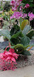 Hong Kong Zoological and Botanical Gardens Green House