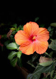 Hong Kong Zoological and Botanical Gardens Green House