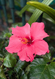 Hong Kong Zoological and Botanical Gardens Green House