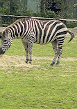 Dublin Zoo