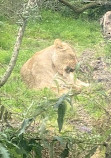 Dublin Zoo