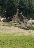 Dublin Zoo