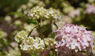 VanDusen Botanical Garden