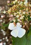 VanDusen Botanical Garden