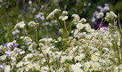 VanDusen Botanical Garden