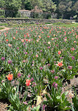 Biltmore Azalea Garden