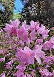 Biltmore Azalea Garden