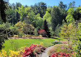 Biltmore Azalea Garden