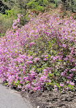 Biltmore Azalea Garden