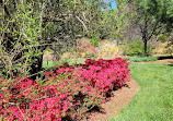 Biltmore Azalea Garden