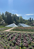 Biltmore Azalea Garden