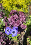 Biltmore Azalea Garden