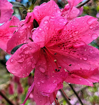 Biltmore Azalea Garden