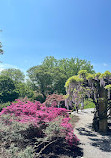 Biltmore Azalea Garden