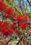 Biltmore Azalea Garden