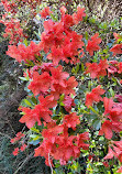 Biltmore Azalea Garden