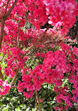 Biltmore Azalea Garden