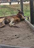 Sydney Zoo