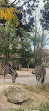 حديقة حيوانات فيينا