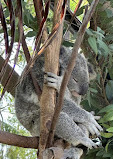 San Diego Zoo Safari Park