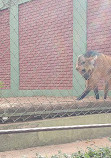 Parco zoologico municipale di Bauru