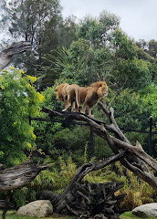 Melbourne Zoo