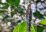 Melbourne Zoo