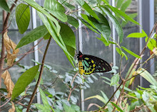 Melbourne Zoo