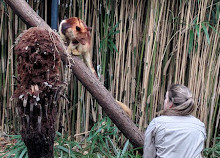 Melbourne Zoo Bong Su Room