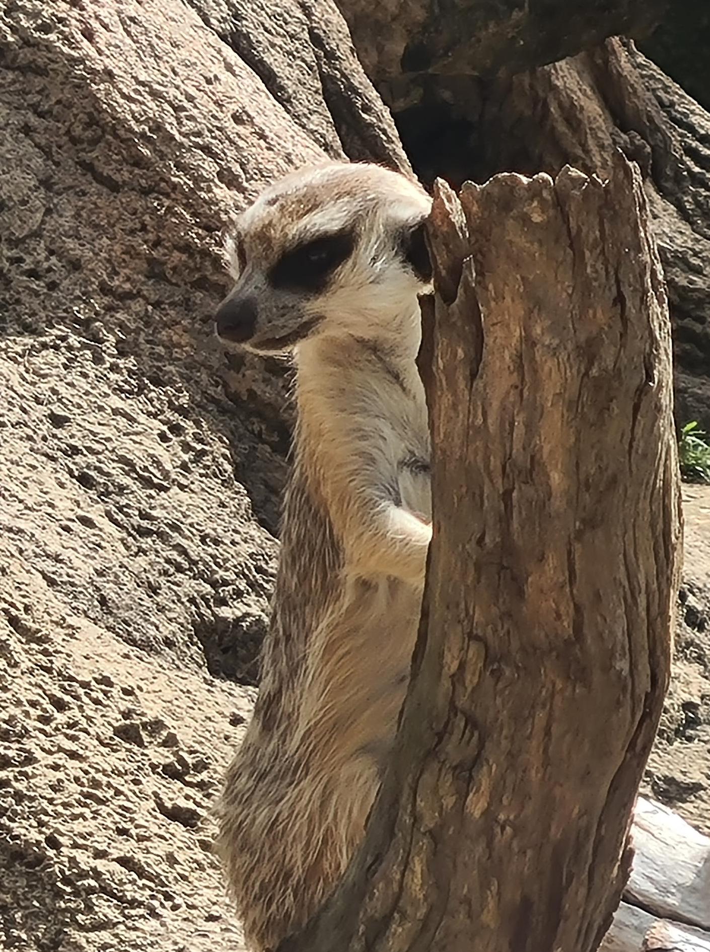 Melbourne Zoo Playground