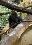 Zoo Zürich