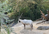 Zoo Zürich