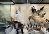 متحف علم الحيوان في زيوريخ