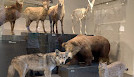 Museo Zoológico de la Universidad de Zurich