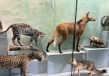 متحف علم الحيوان في زيوريخ