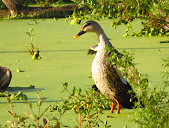 Chheda Nagar Reserved Forest