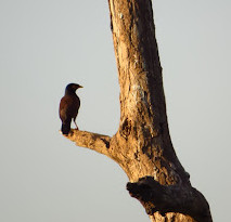 Chheda Nagar Reserved Forest