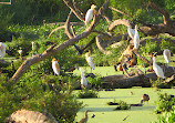 Chheda Nagar Reserved Forest