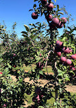 Harbes Orchard