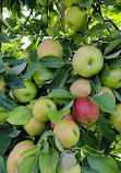 Harbes Orchard